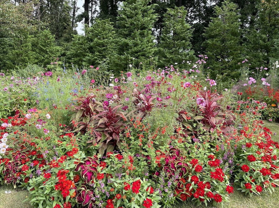 花壇の花々
