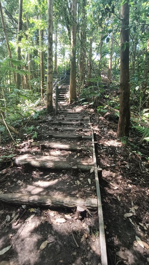 緑に囲まれた散策路