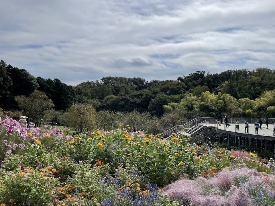 秋の里山ガーデンフェスタ2025｜夕焼け色の丘で秋の花に囲まれる