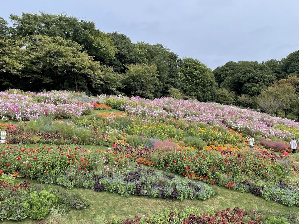 秋の里山ガーデンフェスタ2025｜夕焼け色の丘で秋の花に囲まれる